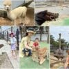 新竹｜廢物媽媽育兒農場，近距離餵水豚、梅花鹿、笑笑羊、羊駝，愛動物的孩子們必去!